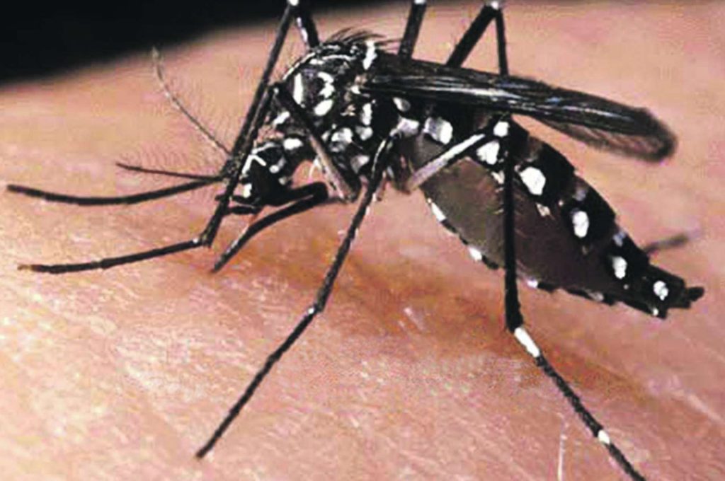 Mutirão combate focos de mosquito da dengue no bairro Boa Vista em Joinville