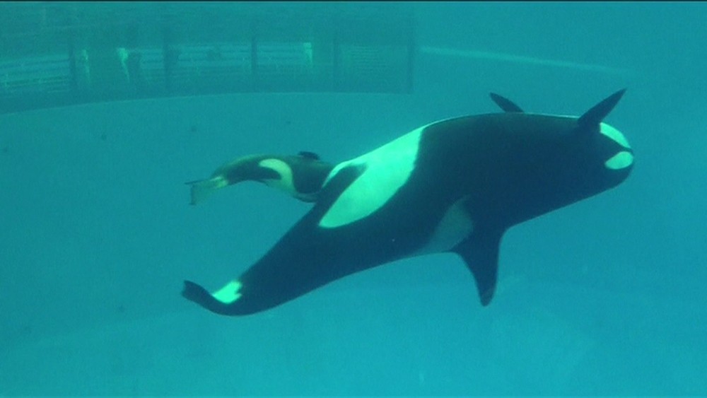 Câmera capta último nascimento de bebê orca em cativeiro nos EUA