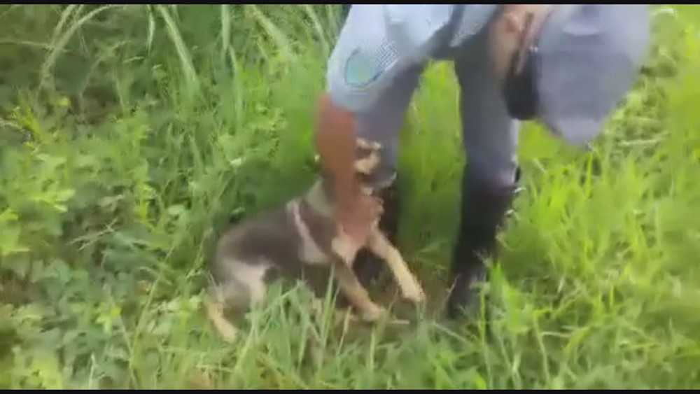 Policiais resgatam filhote amarrado em matagal às margens de rodovia em Itirapuã, SP